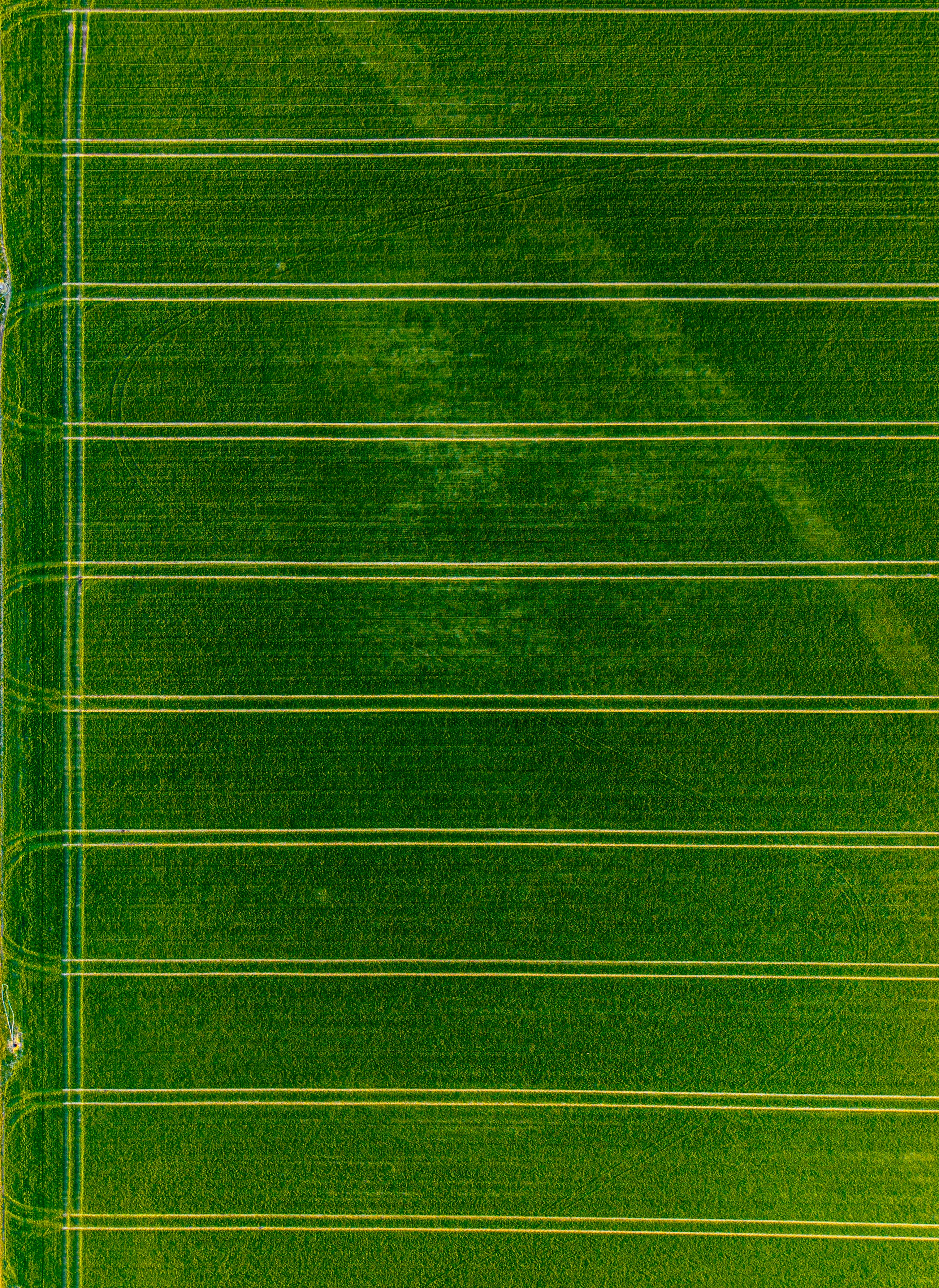 Ordered rows across a large green agricultural field in daylight