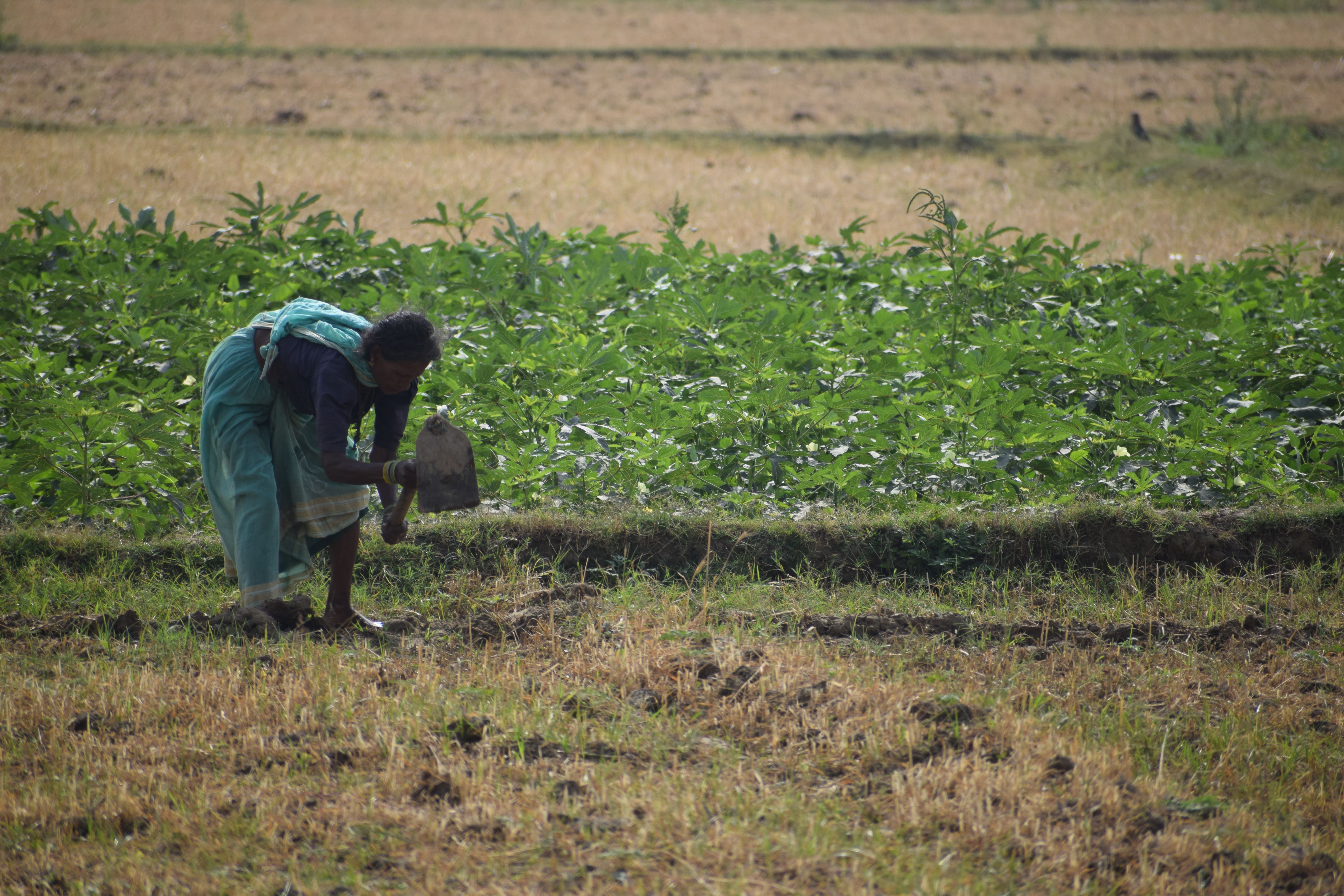 A farmer working among rows of a green crop