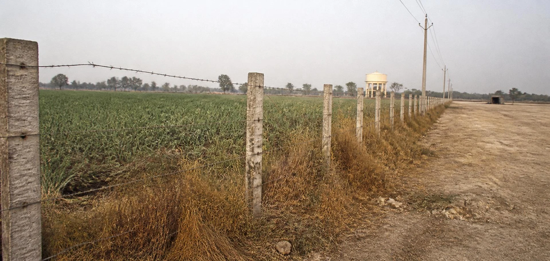 The boundary of a commercial farm, where a barbed-wire fence on concrete posts separates a planted block from a bare graded yard.