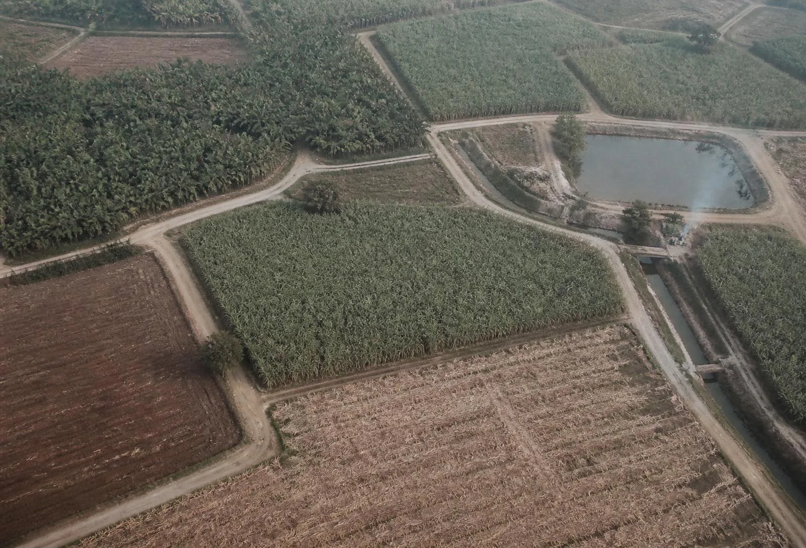 Elevated view of a large commercial farm showing several planted blocks, internal roads and irrigation lines.