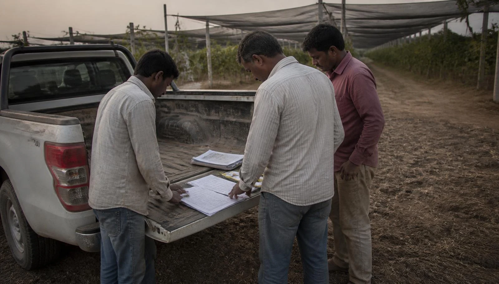 Three farm managers reading paper work records spread on the open tailgate of a pickup beside a shade-net block.
