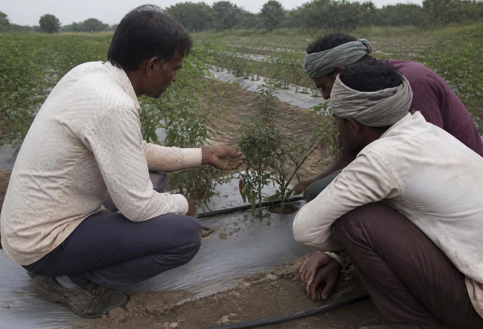 An agronomist crouching at a mulched crop bed, showing a flowering chilli plant to two workers crouched beside him.