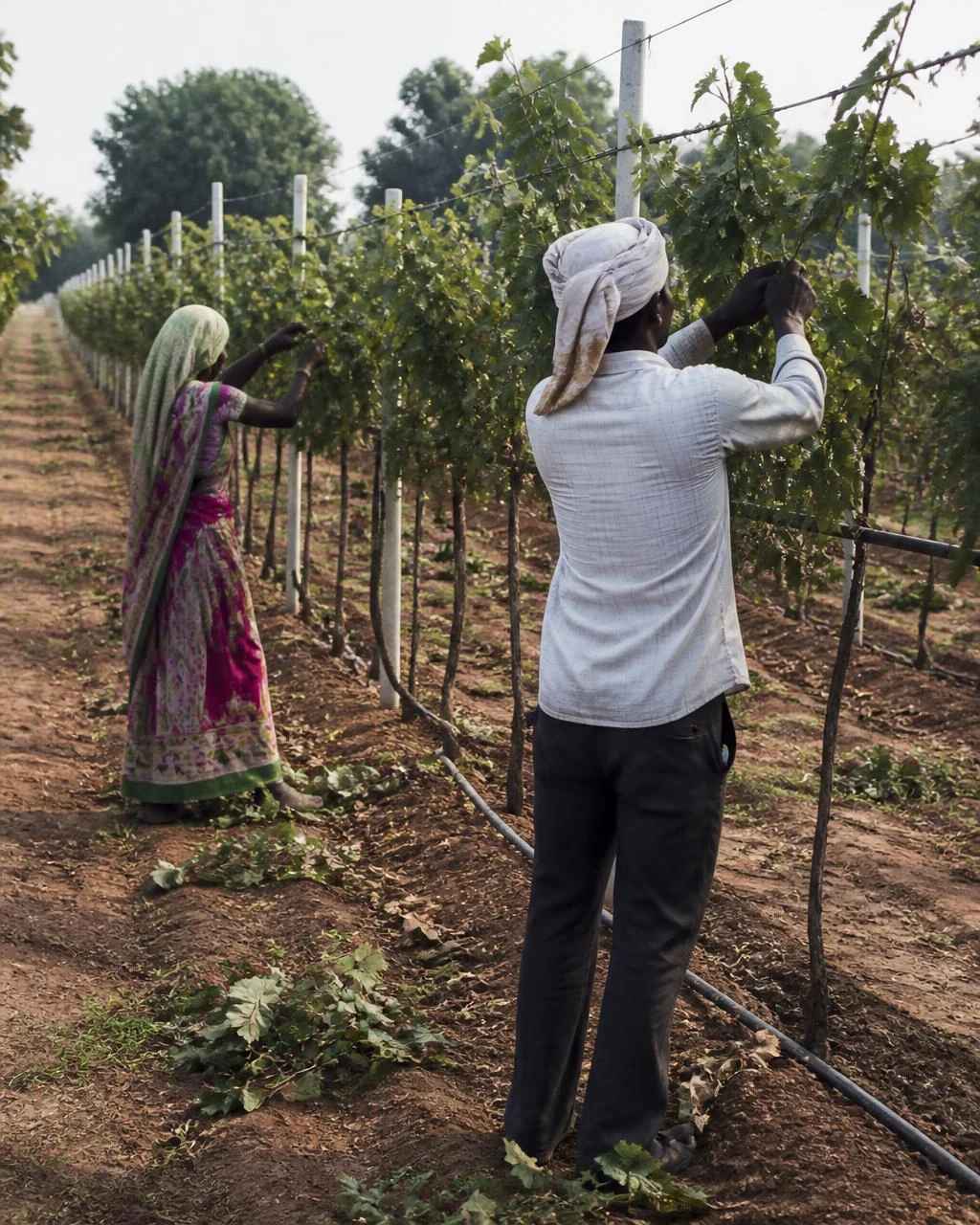 Conceptual documentary view of two workers pruning along a trellised vine row, with cut material on the ground and a drip line running beside the row.