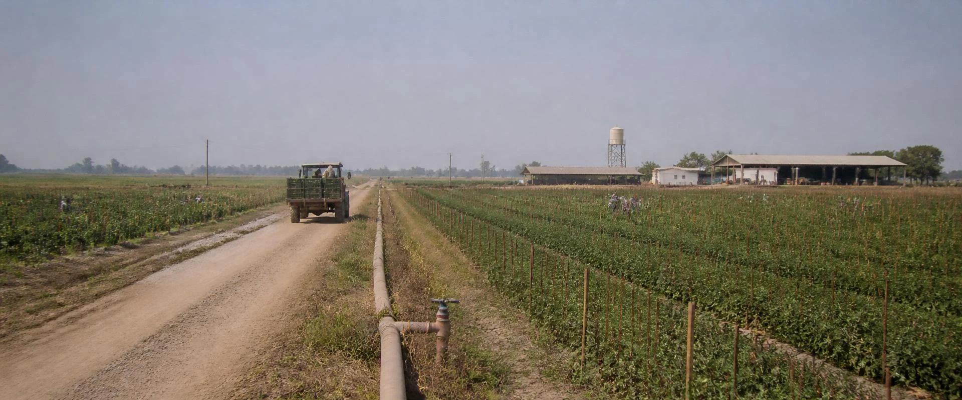 Conceptual daylight view along an internal farm road, with planted blocks on both sides and an irrigation mainline running beside it.
