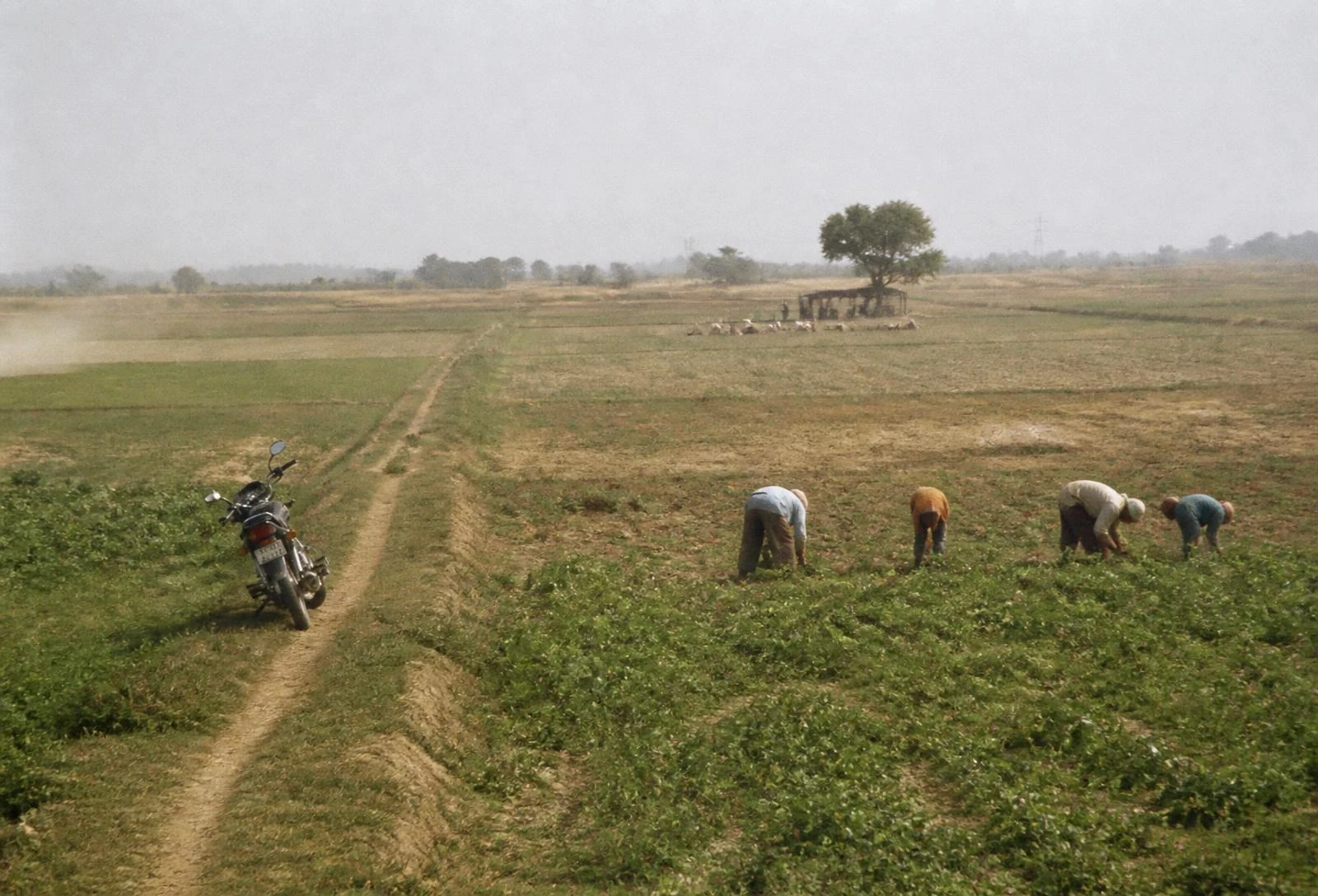 Separate crop blocks divided by field roads, with two work groups and a utility pickup at a distance.