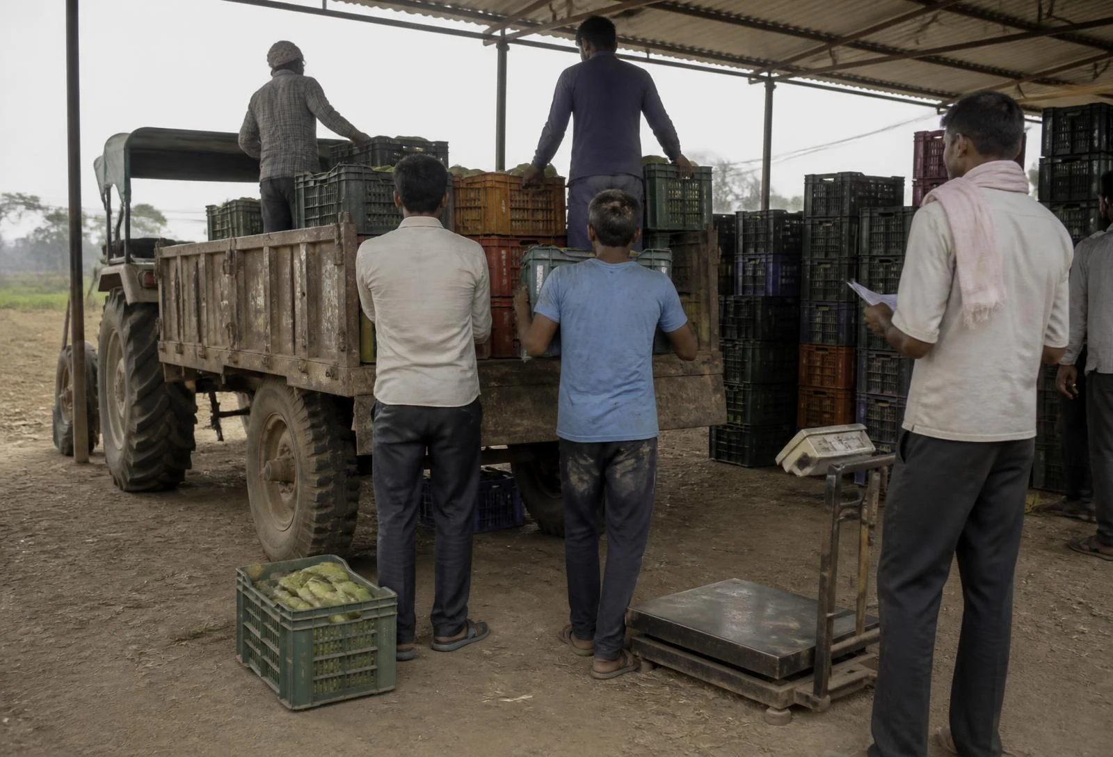 Workers loading filled harvest crates onto a tractor trailer at a farm collection shed, with a weighing scale and stacked crates alongside.