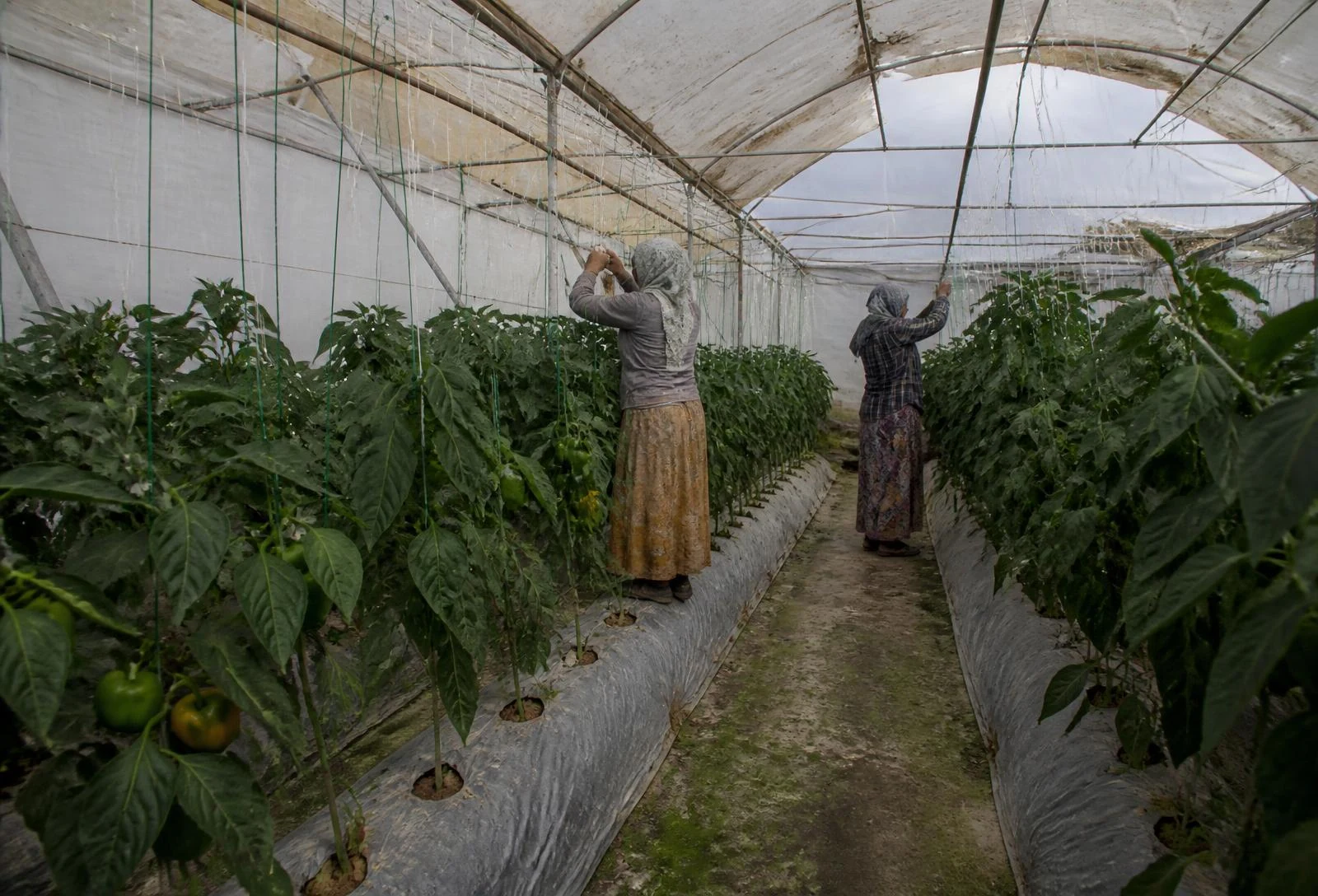 Inside a working polyhouse, two workers tying trellised capsicum plants along mulched raised beds beside a narrow service path.