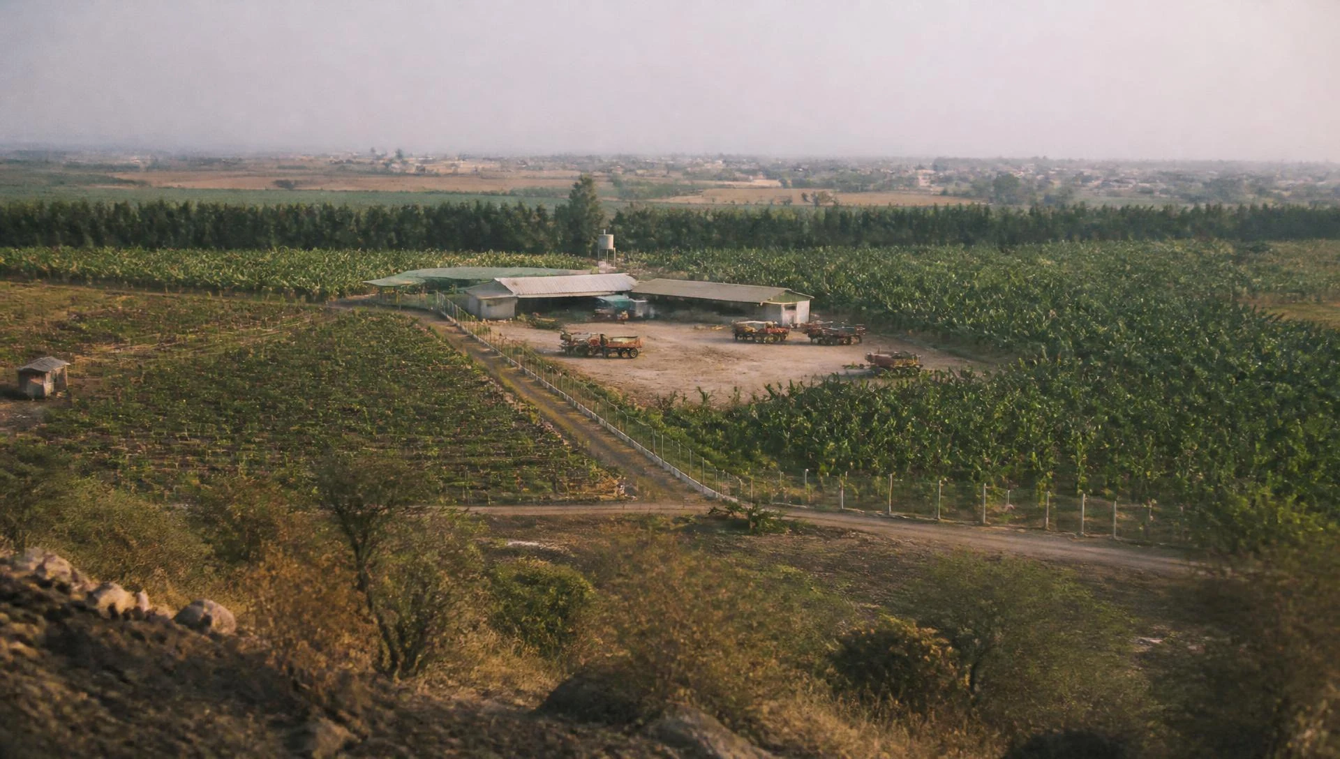 Elevated view across a single large commercial farm, showing planted blocks, a central packhouse yard, parked tractors and a boundary windbreak.